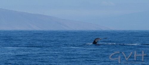 The first humpback whale sighting of the new season