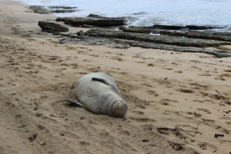 Monk-Seal-2-e1572383753250