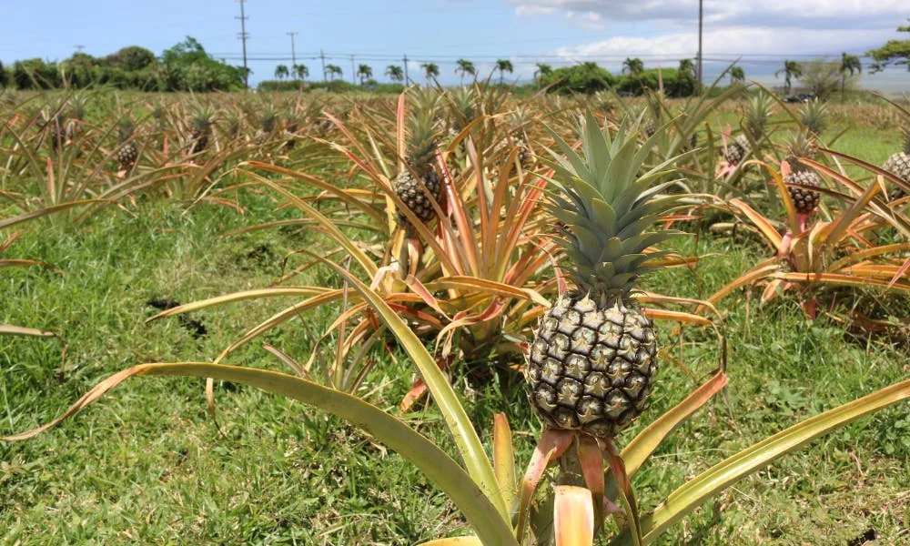 unique-things-to-do-in-hawaii