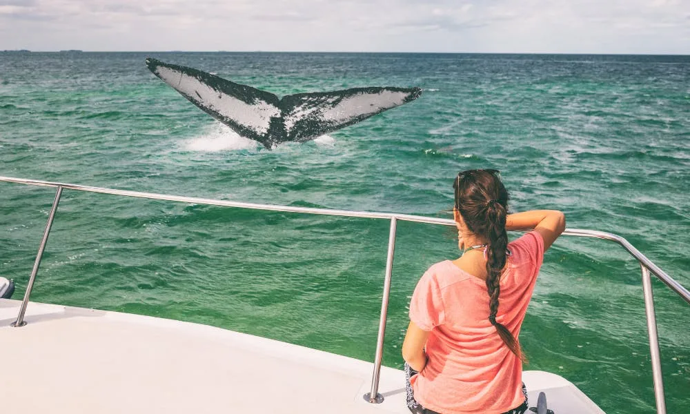 whale-watching-hawaii-season