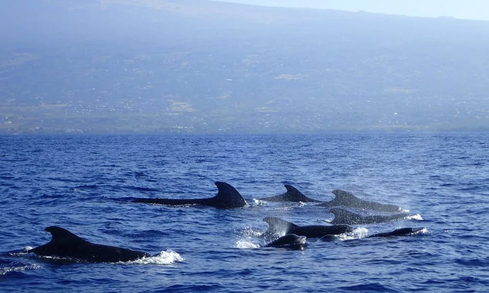 whale-watching-kona-hawaii